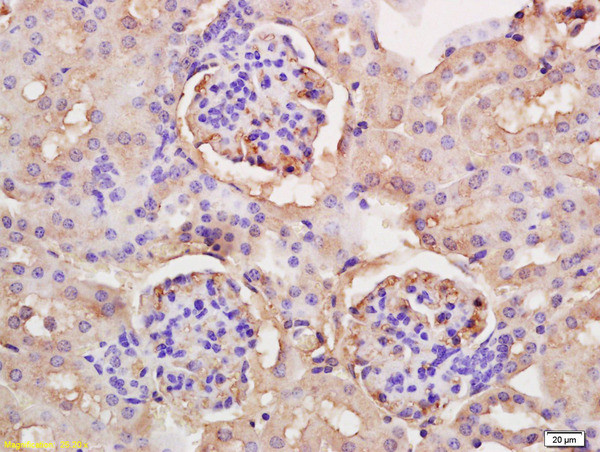 PGC1 alpha + beta Antibody in Immunohistochemistry (Paraffin) (IHC (P))