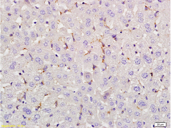 LEF-1 Antibody in Immunohistochemistry (Paraffin) (IHC (P))