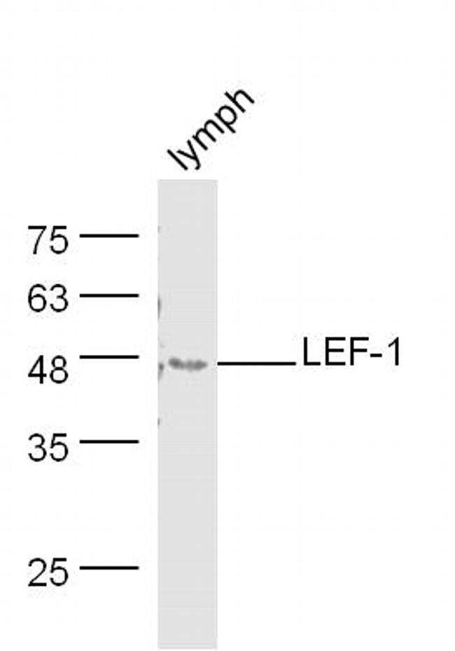 LEF-1 Antibody in Western Blot (WB)