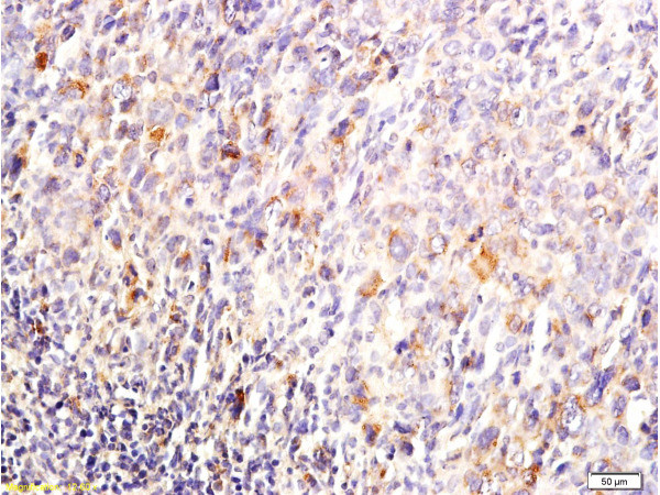 DUSP1/MKP1 Antibody in Immunohistochemistry (Paraffin) (IHC (P))