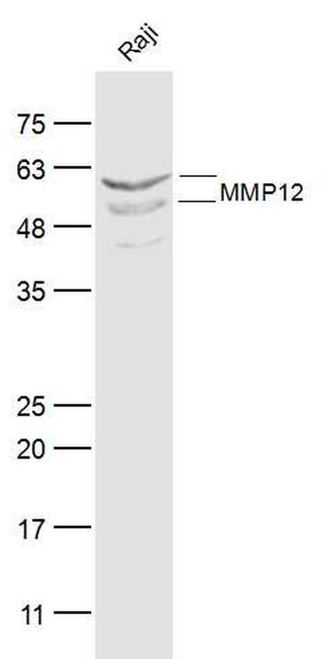 MMP-12 Antibody in Western Blot (WB)