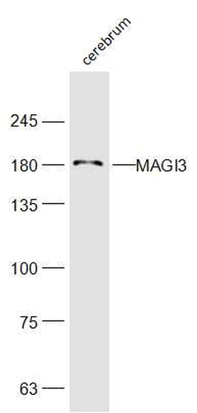 MAGI3 Antibody in Western Blot (WB)