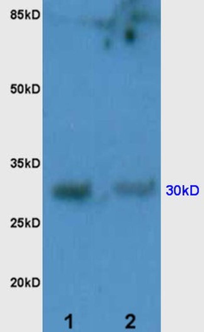 PD-1/CD279 Antibody in Western Blot (WB)