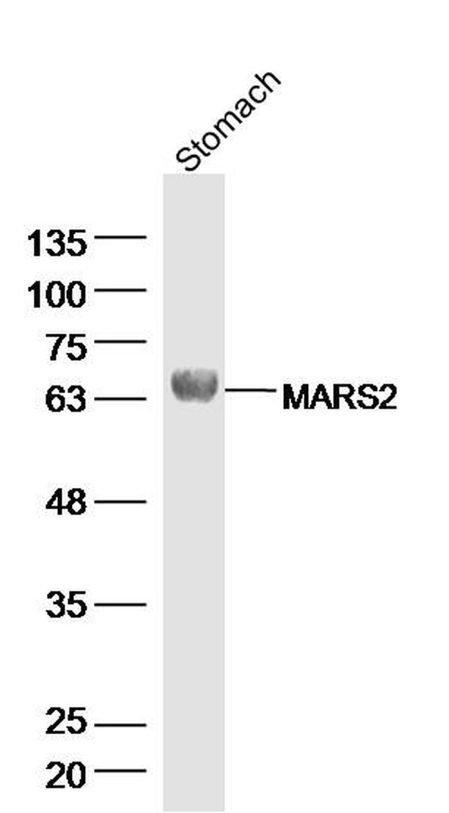 MARS2 Antibody in Western Blot (WB)