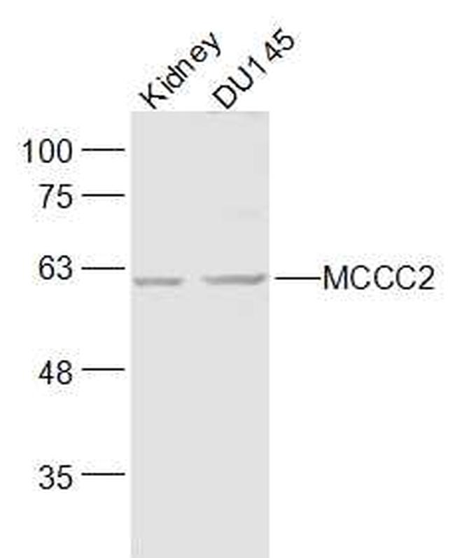 MCCC2 Antibody in Western Blot (WB)