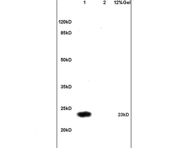 Securin/PTTG Antibody in Western Blot (WB)