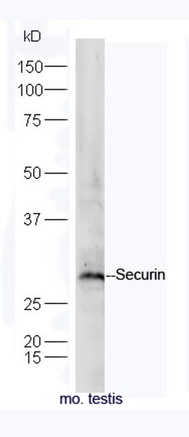 Securin/PTTG Antibody in Western Blot (WB)