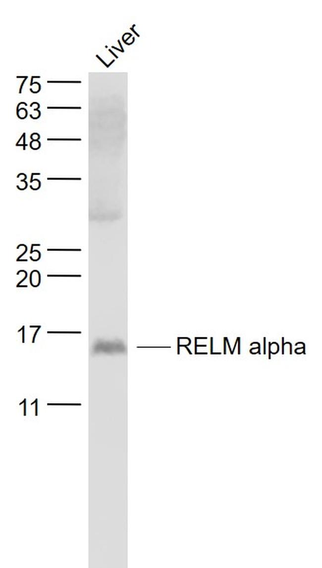 RELMa/RELM alpha Antibody in Western Blot (WB)