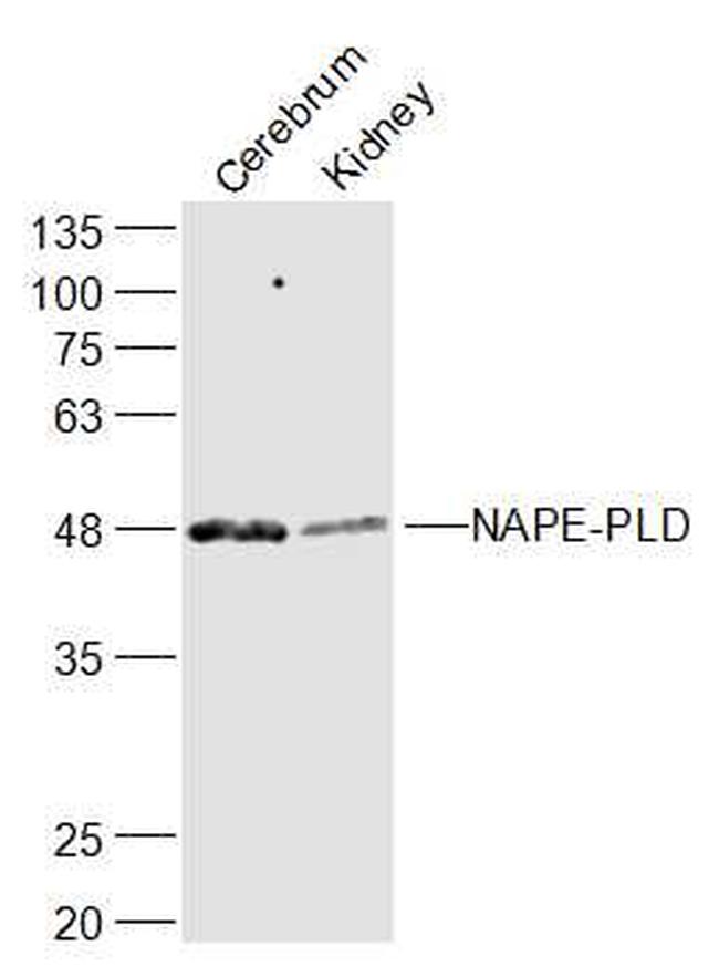 NAPE-PLD Antibody in Western Blot (WB)