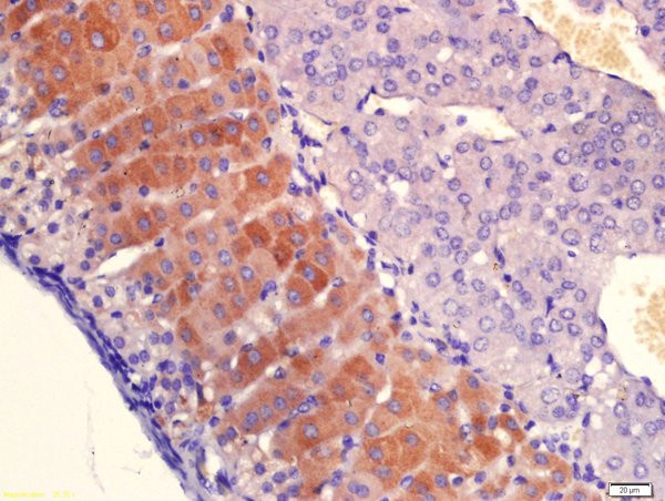 PLAUR Antibody in Immunohistochemistry (Paraffin) (IHC (P))