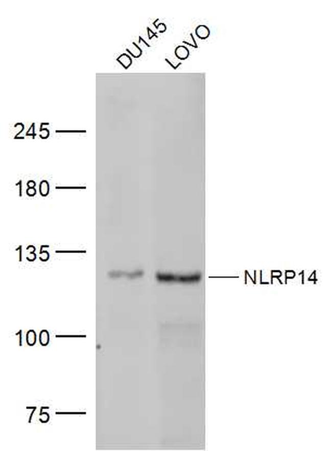 NLRP14 Antibody in Western Blot (WB)