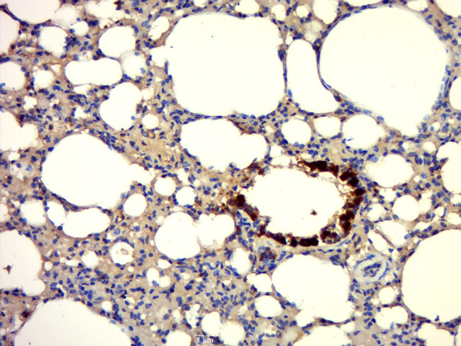 Uteroglobin Antibody in Immunohistochemistry (Paraffin) (IHC (P))