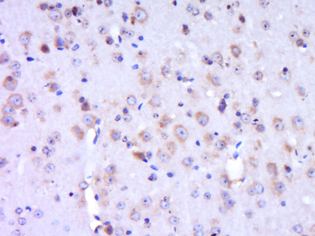 WRCH-1 Antibody in Immunohistochemistry (Paraffin) (IHC (P))