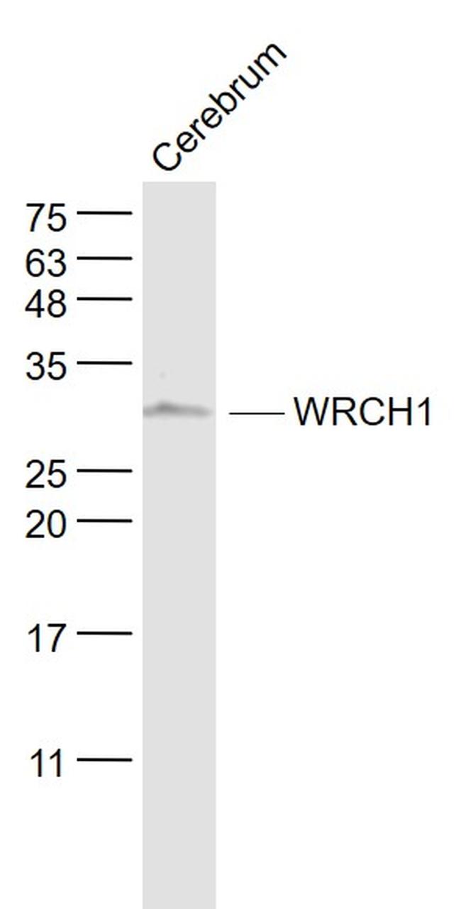 WRCH-1 Antibody in Western Blot (WB)