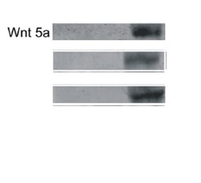 WNT5A Antibody in Western Blot (WB)