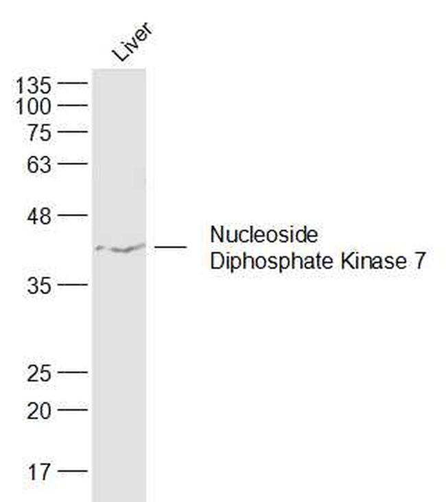 Nucleoside Diphosphate Kinase 7 Antibody in Western Blot (WB)