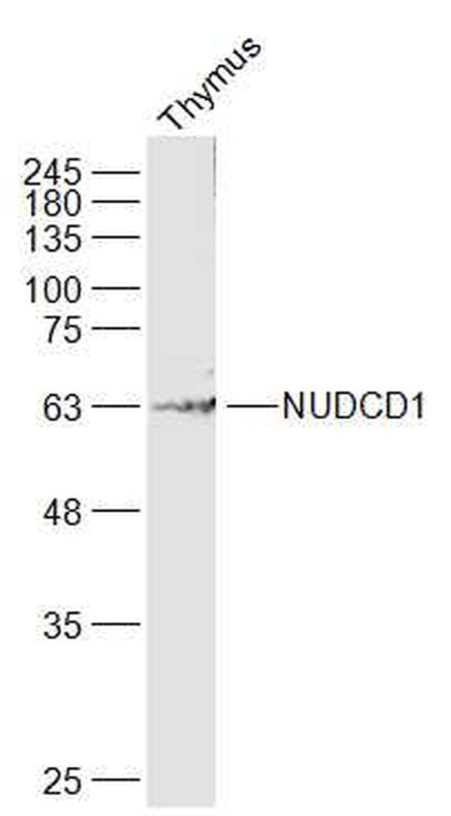 NUDCD1 Antibody in Western Blot (WB)