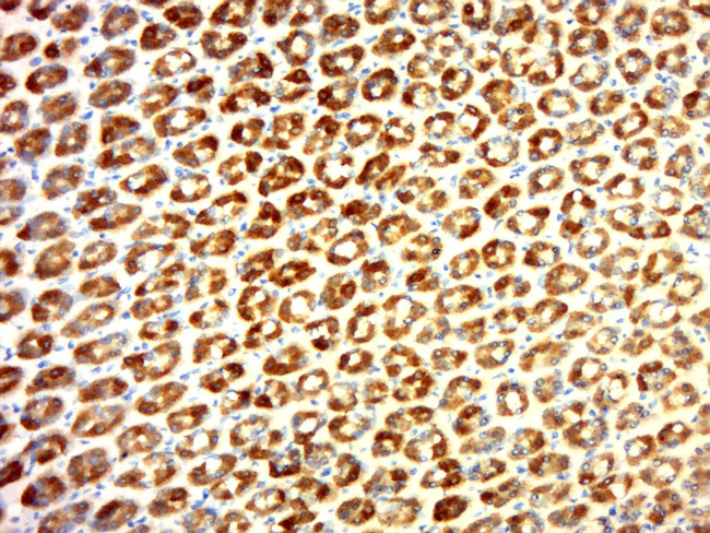 SLC39A4 Antibody in Immunohistochemistry (Paraffin) (IHC (P))