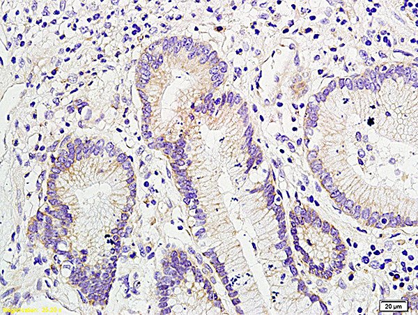 Muc2 Antibody in Immunohistochemistry (Paraffin) (IHC (P))