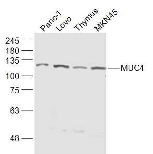 Mucin 4 Antibody in Western Blot (WB)