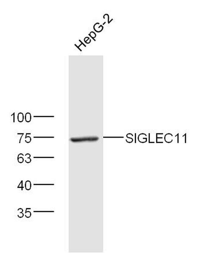 SIGLEC11 Antibody in Western Blot (WB)