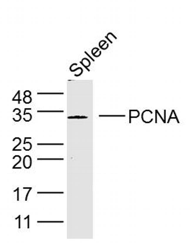 PCNA-proliferation Marker Antibody in Western Blot (WB)