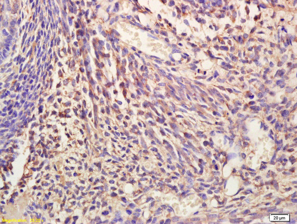 NIT2 Antibody in Immunohistochemistry (Paraffin) (IHC (P))