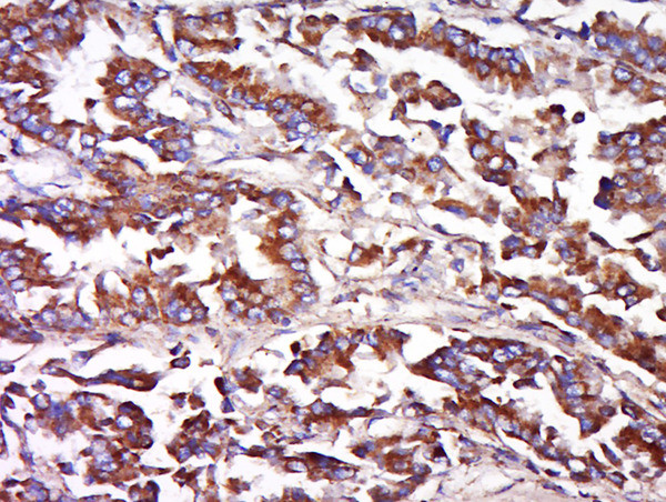 FAIM3 Antibody in Immunohistochemistry (Paraffin) (IHC (P))