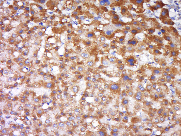 FAIM3 Antibody in Immunohistochemistry (Paraffin) (IHC (P))