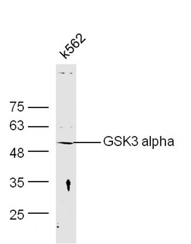 GSK3 Alpha Antibody in Western Blot (WB)