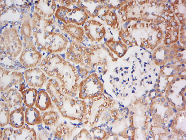 BPNT1 Antibody in Immunohistochemistry (Paraffin) (IHC (P))