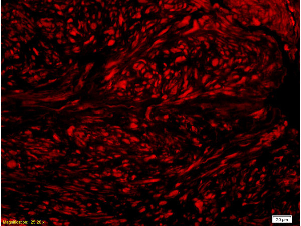 Phospho-Nrf2 (Ser40) Antibody in Immunohistochemistry (Paraffin) (IHC (P))