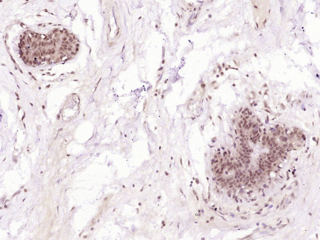 STAT2 Antibody in Immunohistochemistry (Paraffin) (IHC (P))