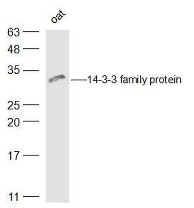 14-3-3 family protein Antibody in Western Blot (WB)