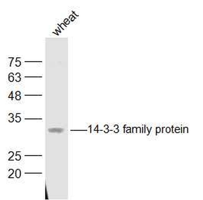 14-3-3 family protein Antibody in Western Blot (WB)