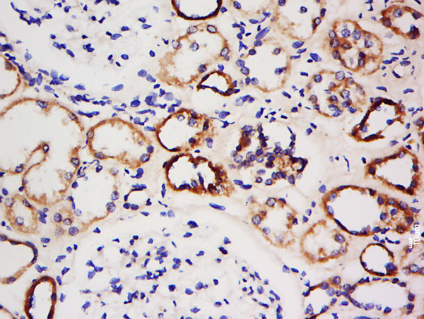 AMPK beta 1 Antibody in Immunohistochemistry (Paraffin) (IHC (P))