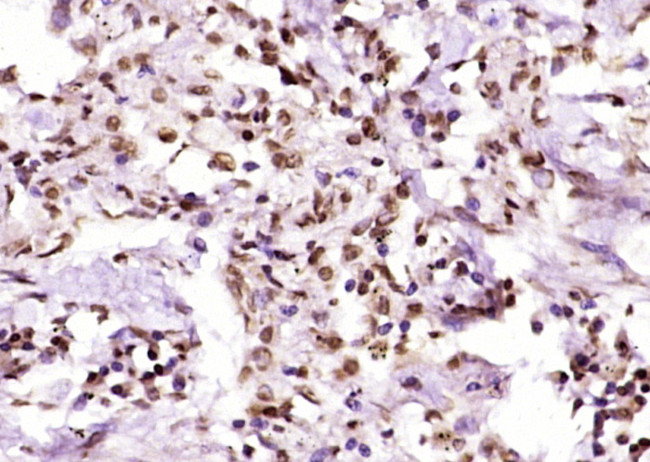 AMPK beta 1 Antibody in Immunohistochemistry (Paraffin) (IHC (P))