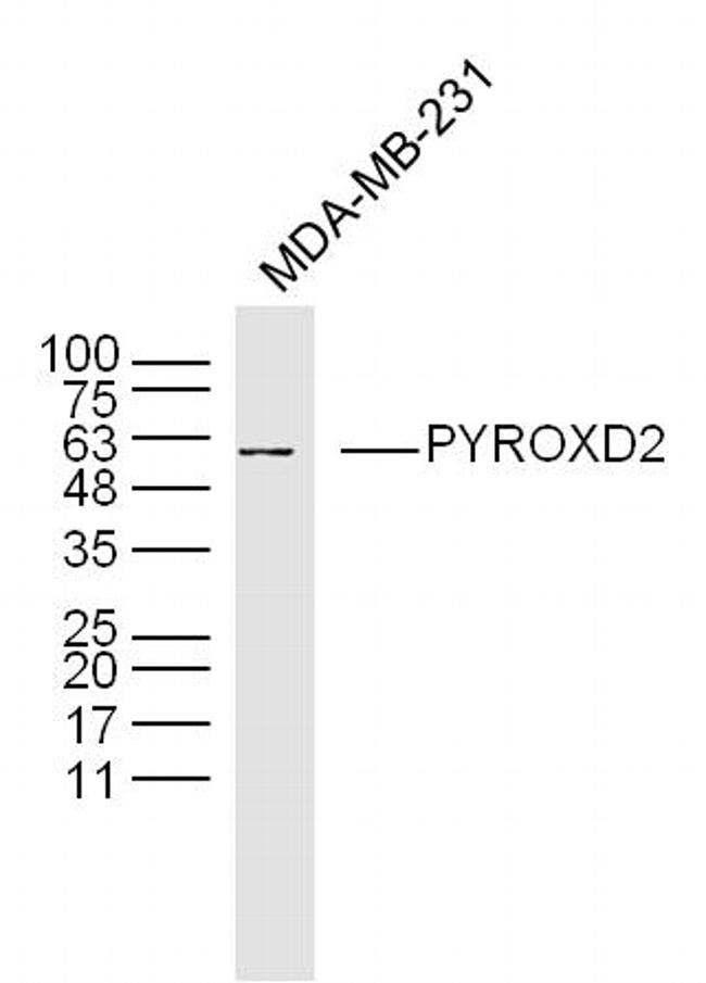 PYROXD2 Antibody in Western Blot (WB)