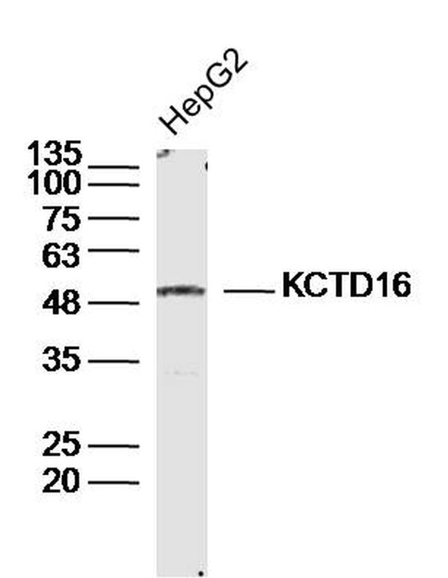 KCTD16 Antibody in Western Blot (WB)