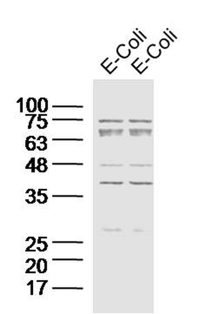 E.coli DH-5 Alpha Antibody in Western Blot (WB)