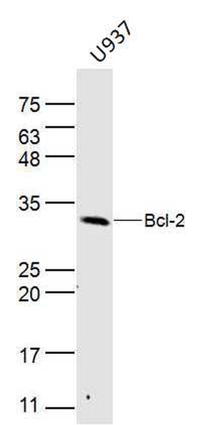 Bcl-2 Antibody in Western Blot (WB)