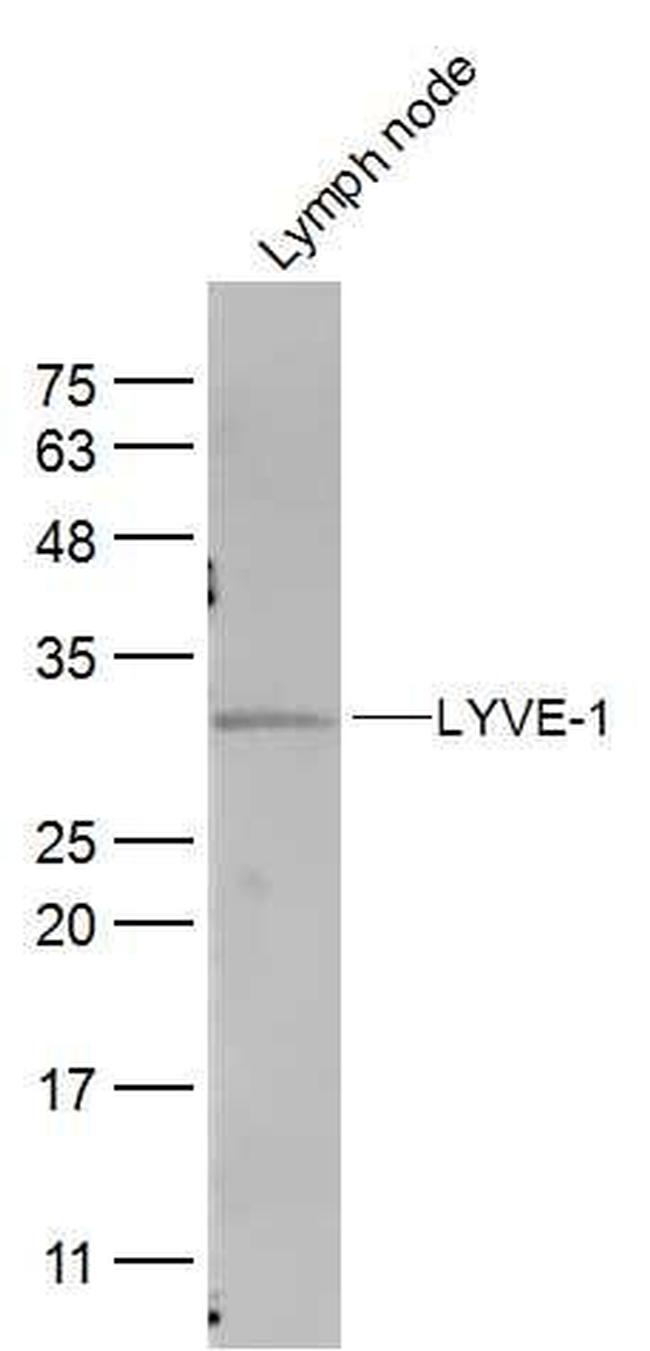 LYVE-1 Antibody in Western Blot (WB)