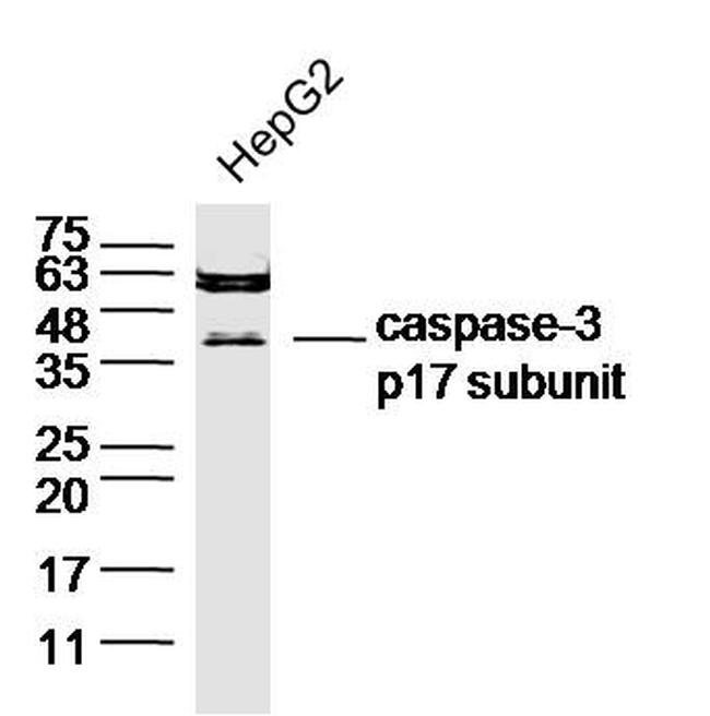 Caspase-3 p17 subunit Antibody in Western Blot (WB)
