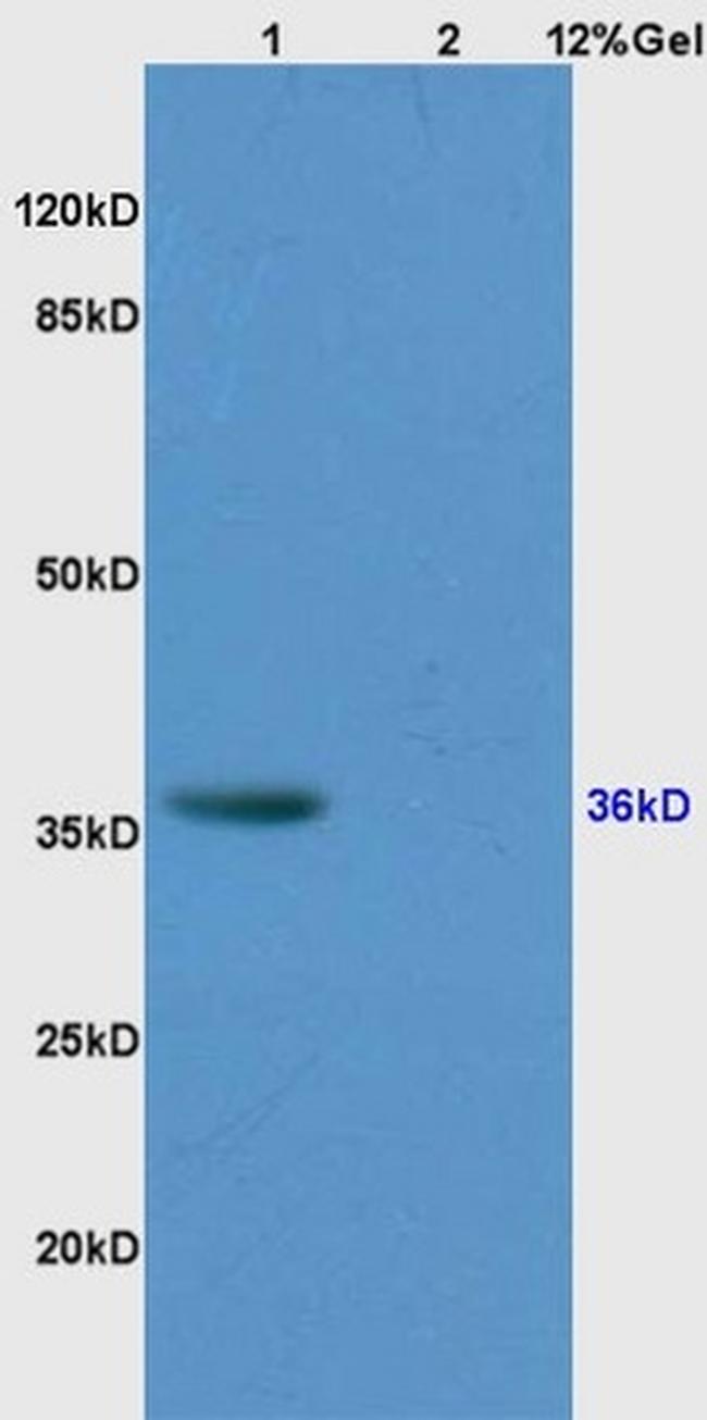 CD34 Antibody in Western Blot (WB)