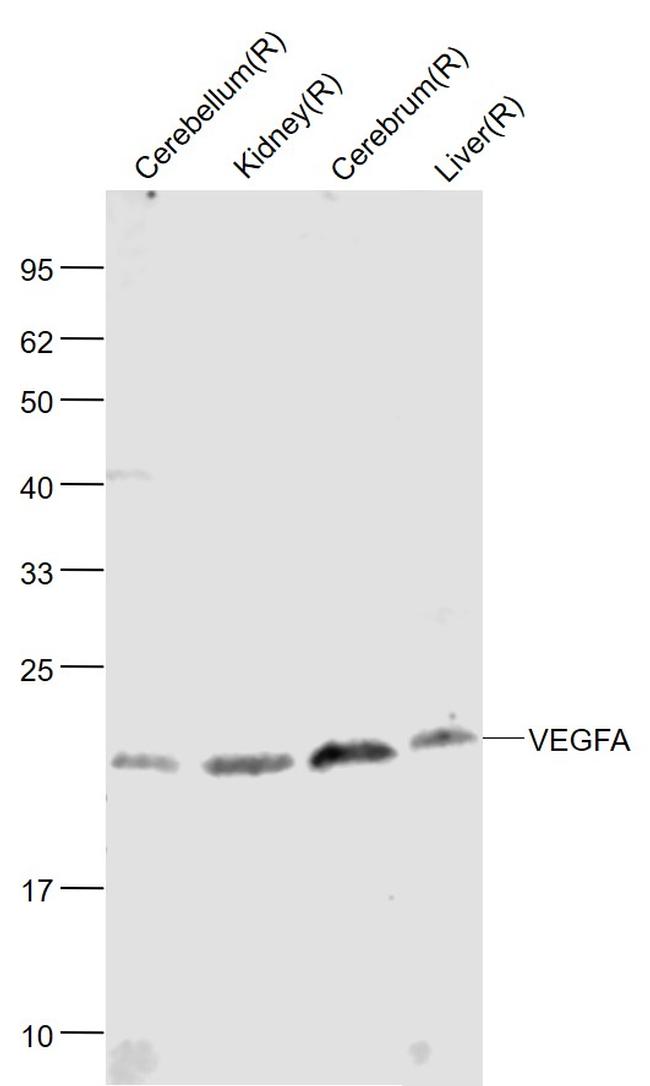 VEGFA Antibody in Western Blot (WB)