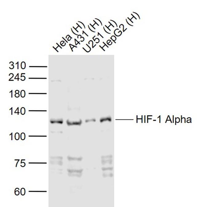 HIF-1 Alpha Antibody in Western Blot (WB)