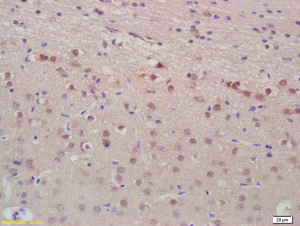 ANP Antibody in Immunohistochemistry (Paraffin) (IHC (P))