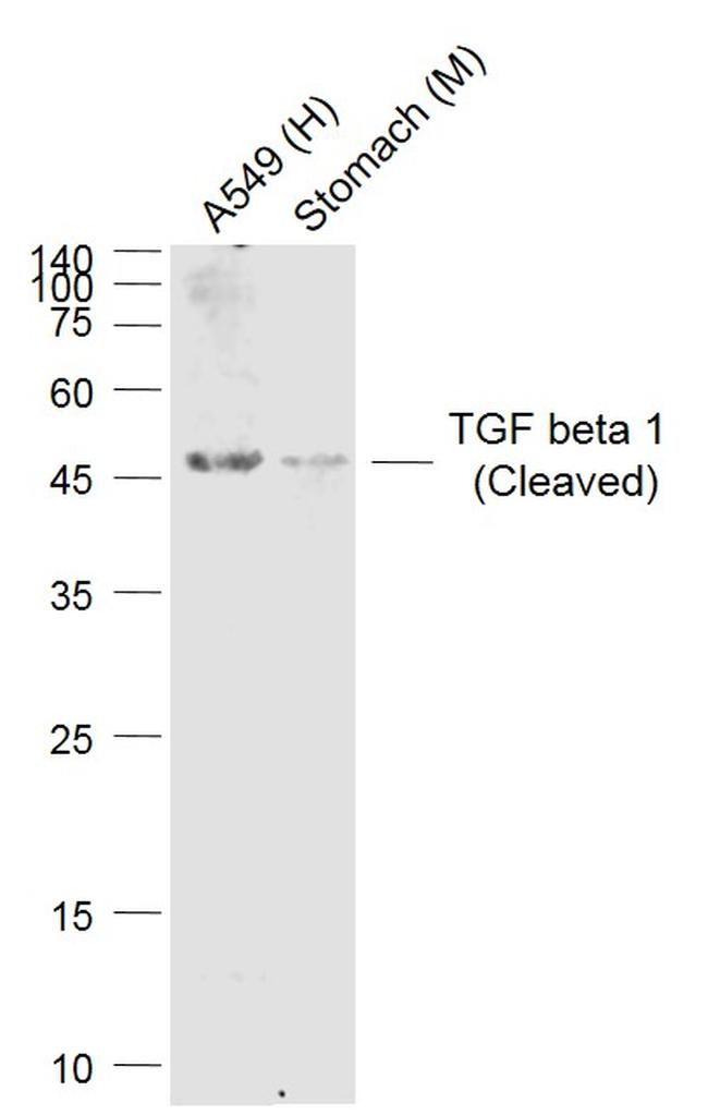 TGF beta 1 Antibody in Western Blot (WB)