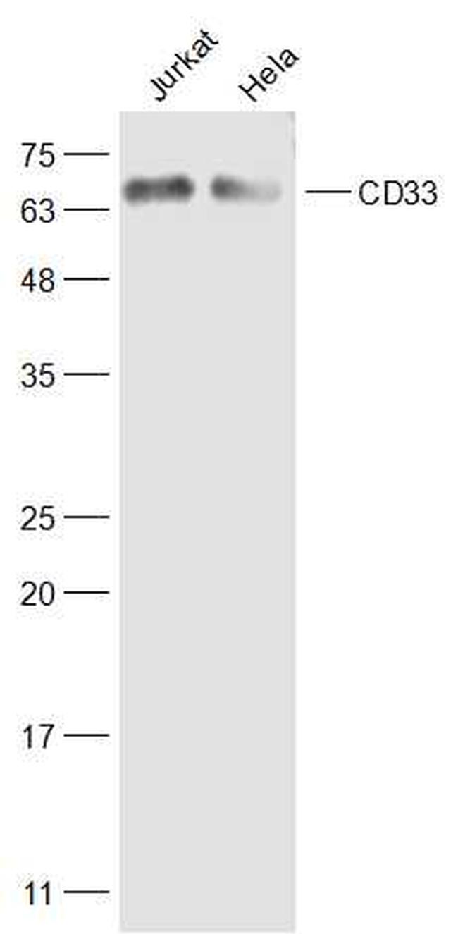 CD33 Antibody in Western Blot (WB)