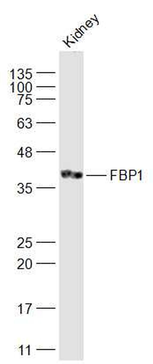 FBP1 Antibody in Western Blot (WB)